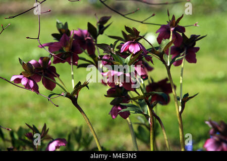 Lenten l'hellébore, ellébore oriental, lenten rose Banque D'Images