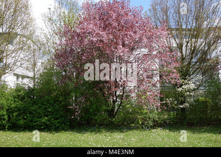 Prunus cerasifera Nigra, Redleaved Cherry Plum Banque D'Images