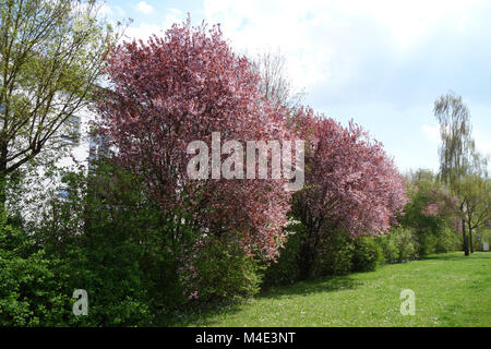 Prunus cerasifera Nigra, Redleaved Cherry Plum Banque D'Images