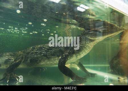 Beau crocodile caïman Banque D'Images