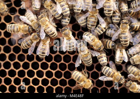 Détail de nombreuses abeilles à miel Banque D'Images