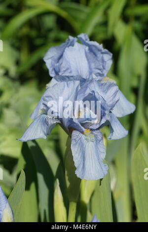 Iris barbata-nana, Iris nain Bleu Denim Banque D'Images