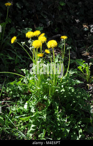 Taraxacum officinale, le pissenlit Banque D'Images