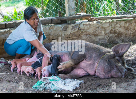 Des porcelets de succion de porc dans un village près de Bagan Myanmar Banque D'Images