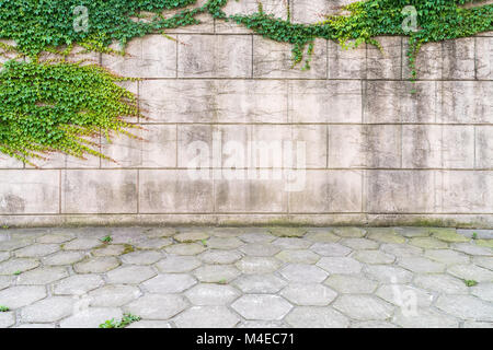 Lierre sur mur avec sol en béton Banque D'Images