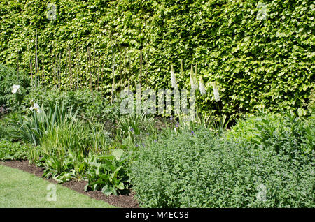 Grand anglais de vivaces avec de grands lupins Banque D'Images