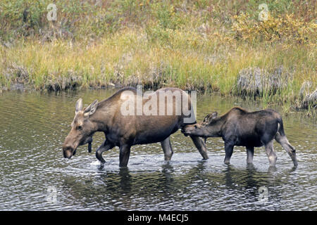 Femelle et son veau / Denali National Park Banque D'Images