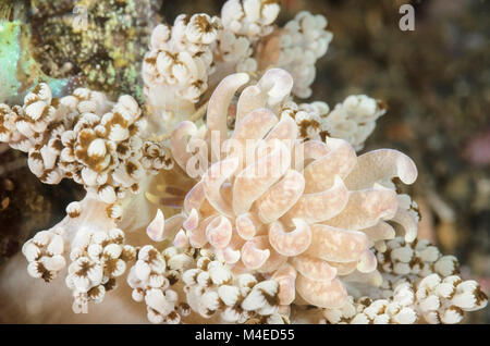 Limace de mer ou nudibranch, Phyllodesmium magnum, le Détroit de Lembeh, au nord de Sulawesi, Indonésie Banque D'Images