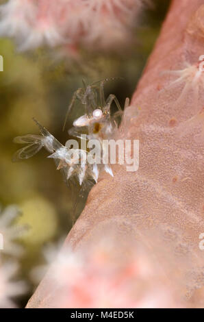 Mer cornu, Dasycaris ceratops crevettes pen, le Détroit de Lembeh, au nord de Sulawesi, Indonésie, Pacifique Banque D'Images