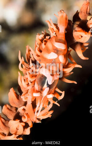 Whip Zanzibar coral shrimp, Dasycaris zanzibarica, Détroit de Lembeh, au nord de Sulawesi, Indonésie Banque D'Images