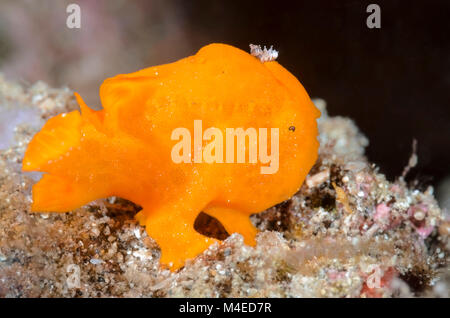 Poisson grenouille Antennarius pictus, peint, le Détroit de Lembeh, au nord de Sulawesi, Indonésie, Pacifique Banque D'Images