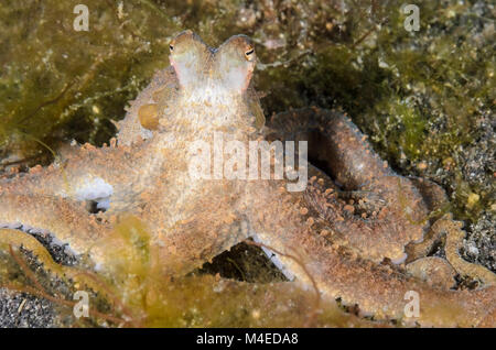 Octopus à bras long, Abdopus sp., le Détroit de Lembeh, au nord de Sulawesi, Indonésie, Pacifique Banque D'Images