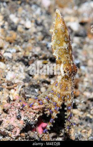 Blue-ringed octopus, Hapalochlaena sp., le Détroit de Lembeh, au nord de Sulawesi, Indonésie, Pacifique Banque D'Images