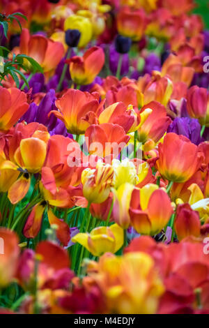 Domaine de rouge, jaune et orange tulips Banque D'Images