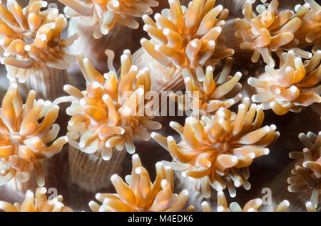L'herbe de la fluorescence des coraux, Galaxea fascicularis, Détroit de Lembeh, au nord de Sulawesi, Indonésie, Pacifique Banque D'Images