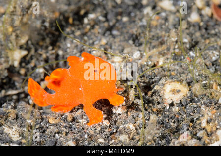 Poisson Grenouille peint pour mineurs, Antennarius pictus, Détroit de Lembeh, au nord de Sulawesi, Indonésie, Pacifique Banque D'Images