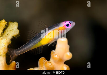 Pink-eye goby, Bryaninops natans, Détroit de Lembeh, au nord de Sulawesi, Indonésie, Pacifique Banque D'Images