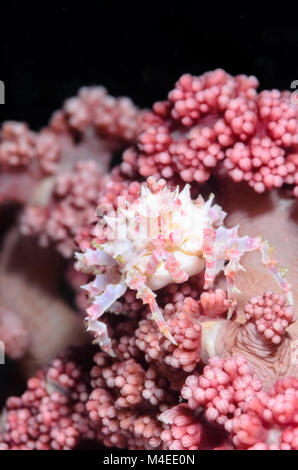 Soft coral ou crabe Hoplophrys candy , oatesii, Détroit de Lembeh, au nord de Sulawesi, Indonésie, Pacifique Banque D'Images