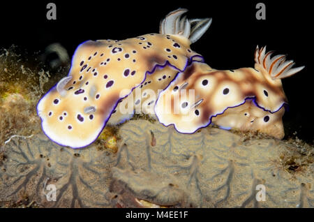 Sea slug nudibranche, Hypselodoris ou tyroni, Détroit de Lembeh, au nord de Sulawesi, Indonésie, Pacifique Banque D'Images