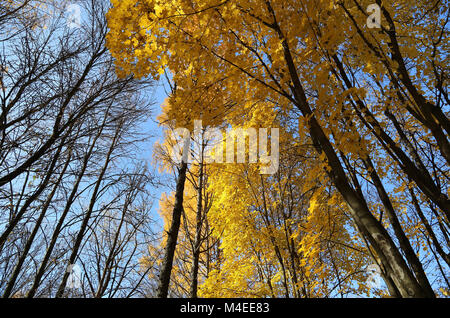 De beaux arbres d'automne jaune et bleu ciel Banque D'Images