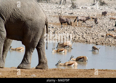 Elephant, Oryx et Impala près d'un trou d'eau, Parc national d'Etosha, Namibie Banque D'Images