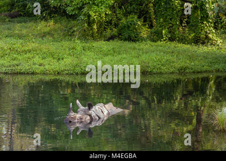 Rhinocéros sauvages baignade en rivière dans le Parc National de Jaldapara, etat de l'Assam, dans le Nord Est de l'Inde Banque D'Images
