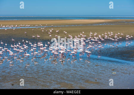 Troupeau de flamands roses à Walvis Bay, Namibie Banque D'Images