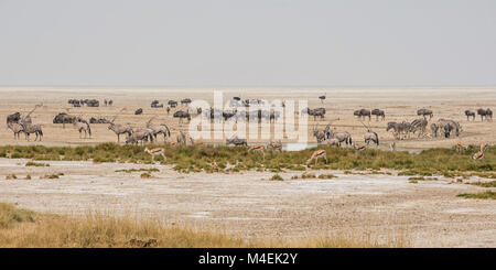 Les animaux se rassemblent pour prendre un verre dans un waterig trou dans la savane namibienne Banque D'Images