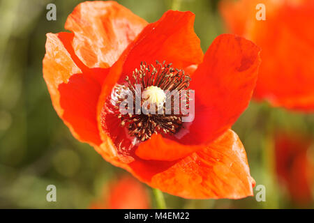 Coquelicot Papaver rhoeas, champ Banque D'Images