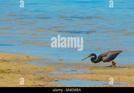 Aigrette tricolore (Egretta tricolor) Banque D'Images