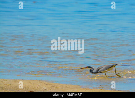 Aigrette tricolore (Egretta tricolor) Banque D'Images