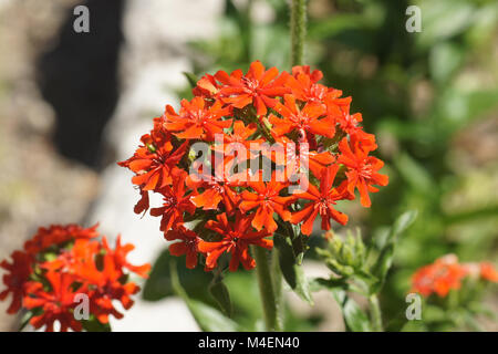 Lychnis chalcedonica, amour brûlant Banque D'Images