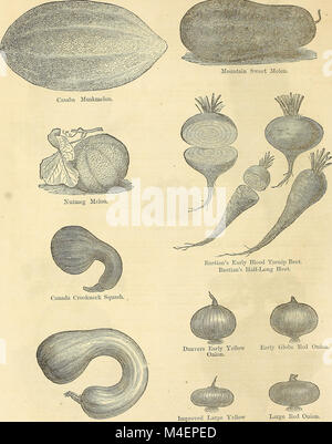 La circulaire annuelle et de détail catalogue de graines de fleurs et légumes garantis (1873) (18420064742) Banque D'Images