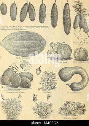 La circulaire annuelle et de détail catalogue de graines de fleurs et légumes garantis (1877) (18397997636) Banque D'Images