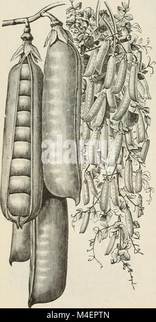 Le catalogue descriptif annuel 1895 détaille les différentes semences disponibles à l'achat, en offrant des descriptions, des instructions de plantation et des renseignements sur les habitudes de croissance des différentes espèces végétales. Il comprend des variétés de fleurs, de légumes et d'autres plantes, destinées aux jardiniers et aux horticulteurs. Banque D'Images