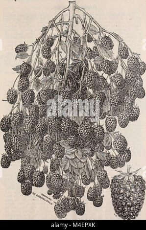 Catalogue descriptif annuel de fruits et d'arbres ornementaux, petits fruits, plantes grimpantes et plantes - propagés, cultivés et à vendre (1886) (17804160873) Banque D'Images