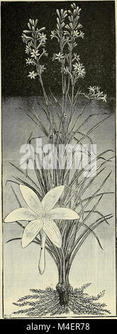 Catalogue descriptif et illustré annuel de nouvelles, rares et belles plantes et graines (1895) (18425515435) Banque D'Images