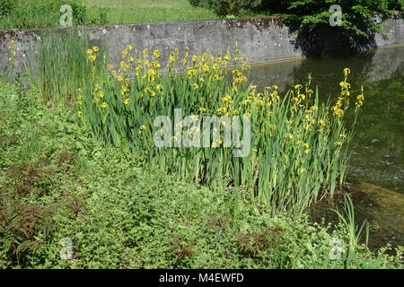 Iris pseudacorus, drapeau jaune Banque D'Images
