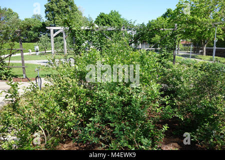 Vaccinium corymbosum, bleuet en corymbe du Nord Banque D'Images