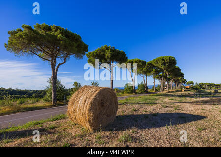 Bottes de foin dans un champ de la Toscane Italie Banque D'Images