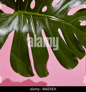 Leaf Monstera sur fond rose Banque D'Images