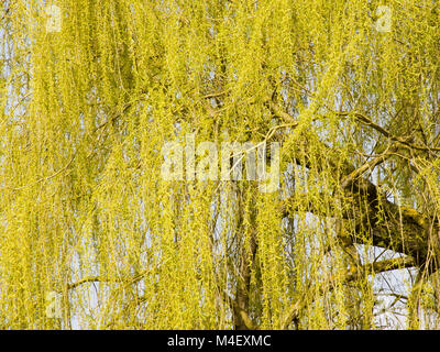 Saule pleureur Salix alba tristis Banque D'Images