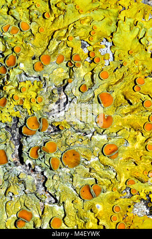 Lichen Orange commun (Xanthoria parietina) sur le béton dans le Hampshire, Angleterre Banque D'Images