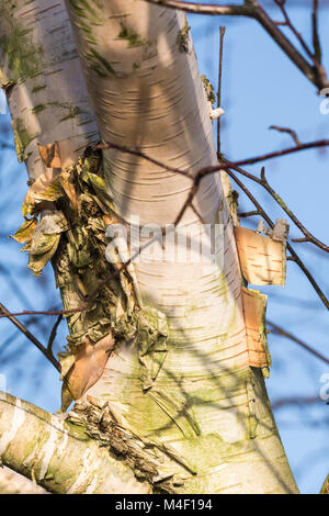 Décollement de l'écorce d'un tronc d'arbre en hiver. Banque D'Images