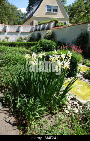 Iris ochroleuca, syn. Iris Iris orientalis, oriental Banque D'Images