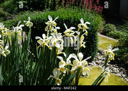 Iris ochroleuca, syn. Iris Iris orientalis, oriental Banque D'Images