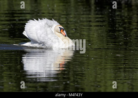 Cygne muet sur un lac Banque D'Images