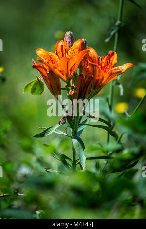 Un papillon vert attiré par le Lily rouge, également appelé Giglio di San Giovanni. Abruzzes, Italie, Europe Banque D'Images