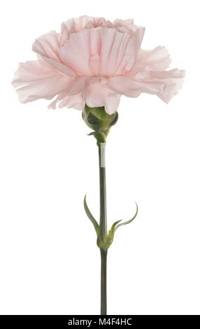 Un seul Dianthus oeillet rose isolé sur fond blanc Banque D'Images
