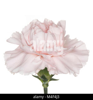 Un seul Dianthus oeillet rose isolé sur fond blanc Banque D'Images